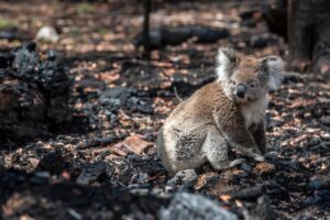 Article image: Australia's Wildfire Relief Fund: Where Did the Money Go?