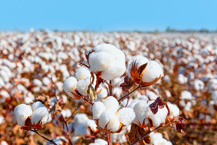 The Cerrado Biome: Ecological Impact of Unchecked Cotton Monocultures
